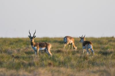 Male Blackbuck Antelope in Pampas Plain of La Pampa, Argentina – Free Stock Photo, Download for Free