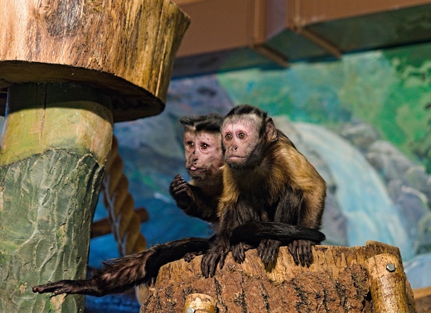 Monkeys Sitting in the Zoo – Free Stock Photo, Download for Free