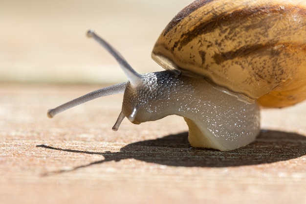 Snail Crawling on Wooden Pavement in Soft Focus – Free Download