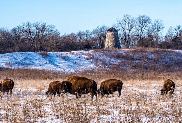 Wild Bison Grazing in a Field – Free Stock Photo, Download for Free