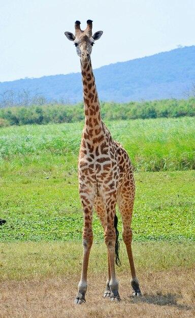 Giraffe in Plain – Free Stock Photo, Download Free