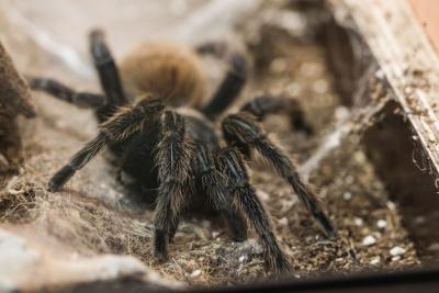 Greenbottle Blue Tarantula – Stunning Free Stock Photo for Download