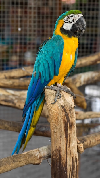 Macaw Bird on the Branch – Free Stock Photo for Download