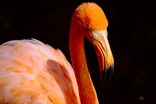 Closeup of an Orange Flamingo Bird – Free Stock Photo for Download