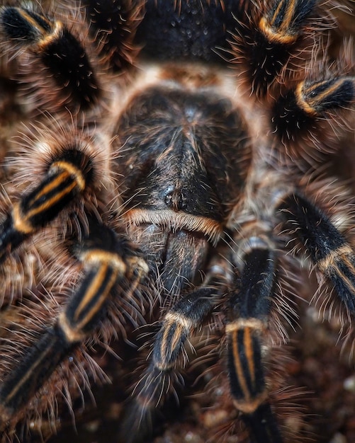 Birdeater Tarantula (Grammostola pulchripes) – Free Download, Free Stock Photo