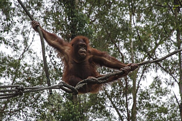 Orangutan on Rope | Free Download Stock Photo