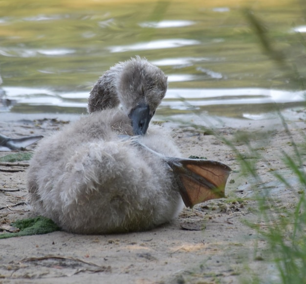 Swan Swimming on Lake – Free Stock Photo for Download