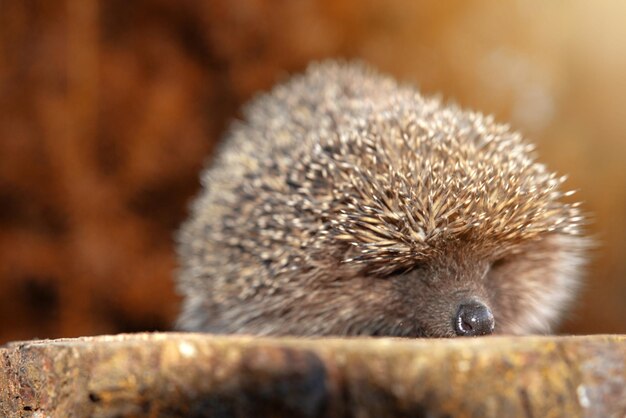 The Hedgehog: A Large Wild Mammal on the Hunt – Free Stock Photos for Download