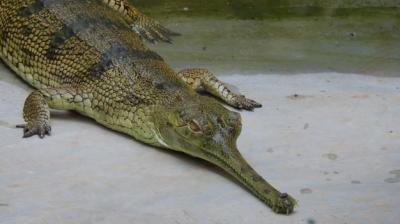 Close-up of Crocodile in Water – Free Stock Photo for Download