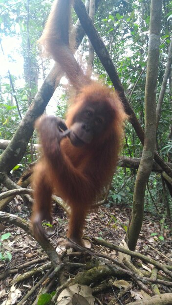 Orangutan Among Trees in the Forest – Free Stock Photo for Download