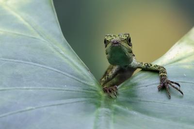 Closeup Head of Pseudocalotes Lizard in Natural Background – Free Download