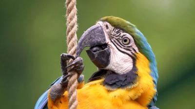 The Blue and Yellow Macaw Photo – Free Download