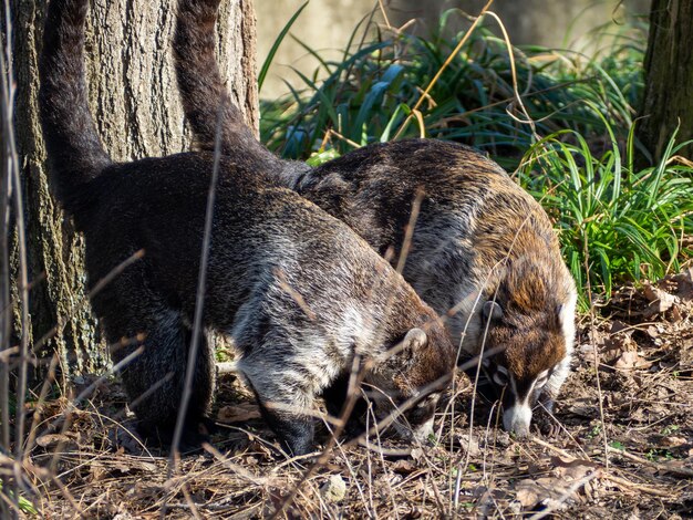 Coati Nasua narica Adult Close-Up on the Grass – Free Stock Photo Download