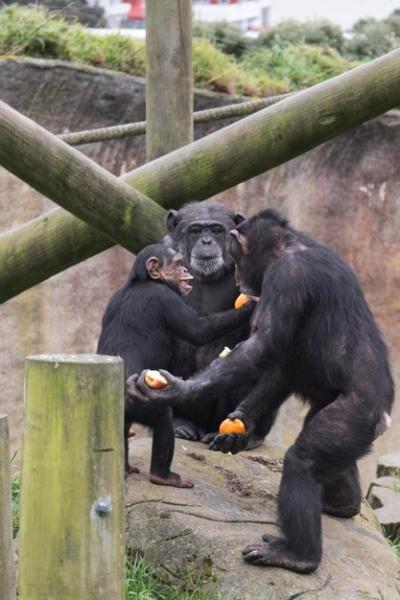 Chimpanzees at Zoo – Free Stock Photos for Download