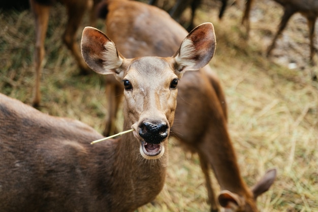 Close-Up of a Deer Eating – Free Stock Photo for Download