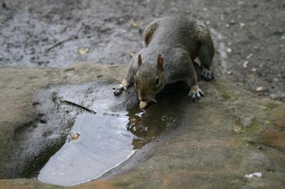 High Angle View of Squirrel Drinking Water – Free to Download