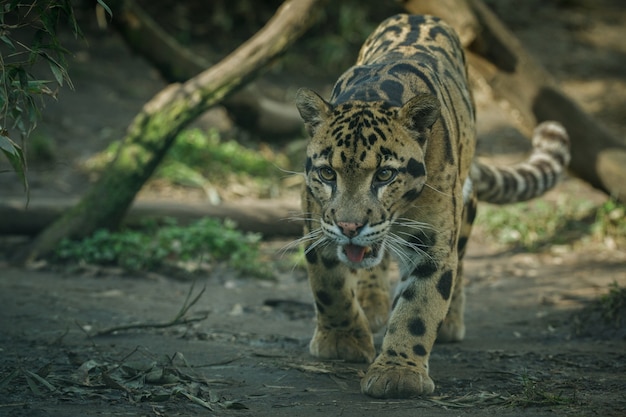 Clouded Leopard Walking from Shadows to Light – Free Stock Photo, Download for Free