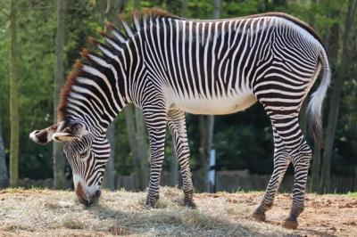 Zebra Standing on Field – Free Stock Photo, Download Free