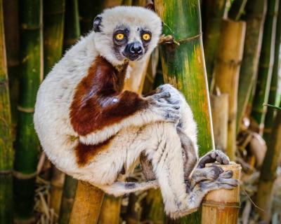 Close-up of Bamboo on Tree – Free Stock Photo for Download