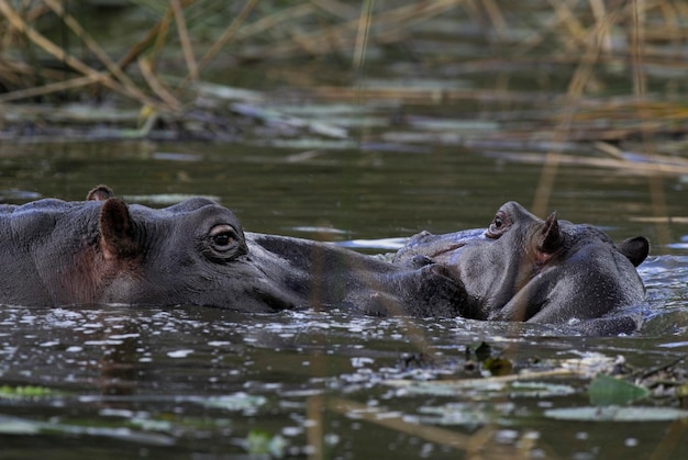 HIPPOPOTAMUS AMPHIBIUS in Waterhole, Kruger National Park, South Africa – Free to Download