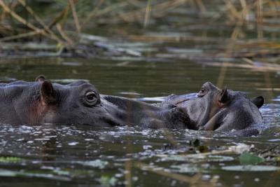 HIPPOPOTAMUS AMPHIBIUS in Waterhole, Kruger National Park, South Africa – Free to Download