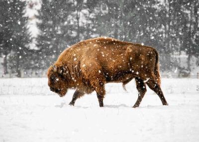 Majestic Bison in a Snowy Landscape – Free Stock Photo, Download for Free