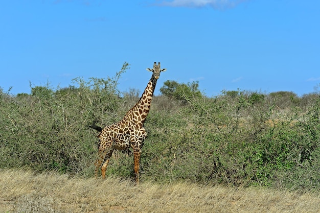 Giraffe in Tsavo National Park, Kenya – Free Stock Photo for Download