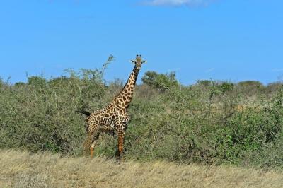 Giraffe in Tsavo National Park, Kenya – Free Stock Photo for Download