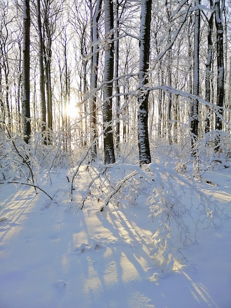 Snow-Covered Trees in a Sunlit Larvik Forest – Free Stock Photo, Download for Free