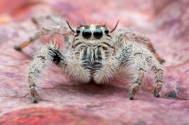 Hyllus Jumping Spider – Free Download