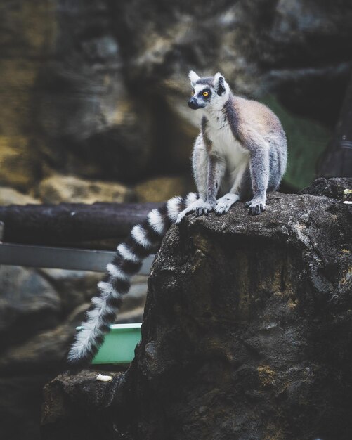 Close-up of Monkey Sitting on Rock – Free Stock Photo for Download