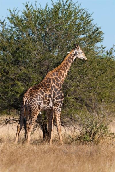 Giraffe at Kruger National Park, South Africa – Free to Download