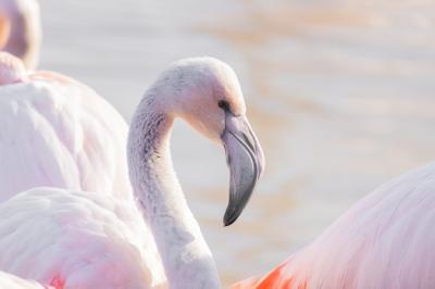 Distinct Curved Beak of a Flamingo – Free Download