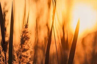 Reed Flowers Illuminated by the Evening Sun – Free Download