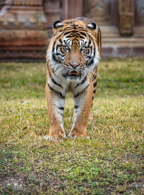 Stunning Portrait of a Tiger – Free Stock Photo for Download