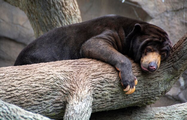 Sun Bear Resting on a Tree Branch – Free Stock Photo for Download