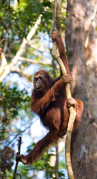 Orangutan in Tree – Borneo, Indonesia | Free Download