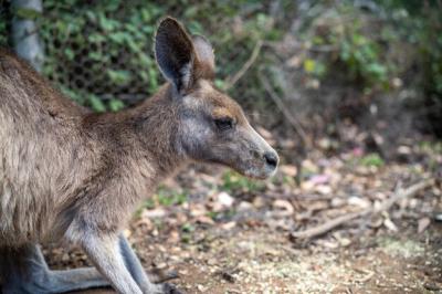 Stunning Australian Wildlife: Kangaroo Pademelon and Wallaby in the Blue Mountains National Park – Free to Download