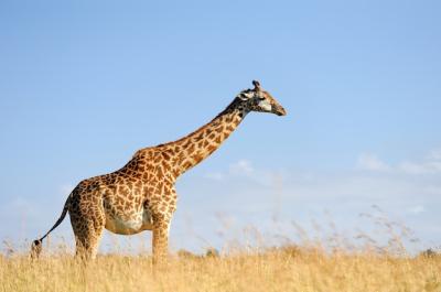 Giraffe on Savannah in Africa – Free Download