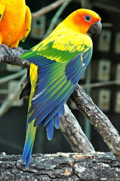 Close-up of Parrot Perching on Branch – Free Stock Photo Download