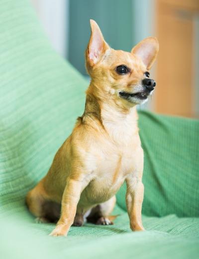 Russian Toy Terrier – Free to Download Quality Stock Photo