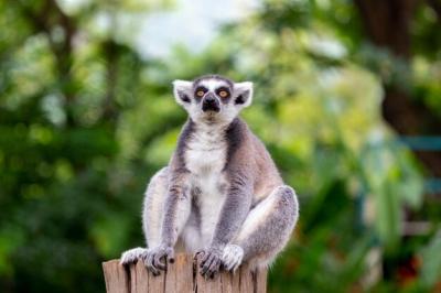 Portrait of a Squirrel on a Tree – Free Stock Photo, Download for Free