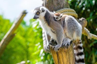 Ring-Tailed Lemur in Forest | Free Download Free Stock Photo