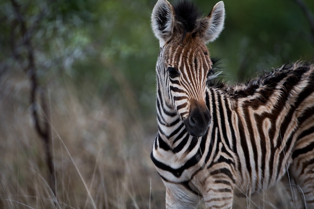 Closeup Shot of a Baby Zebra – Free Stock Photo, Download for Free