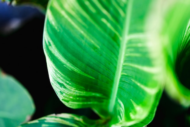 Detail of a Green Leaf – Free Stock Photo for Download