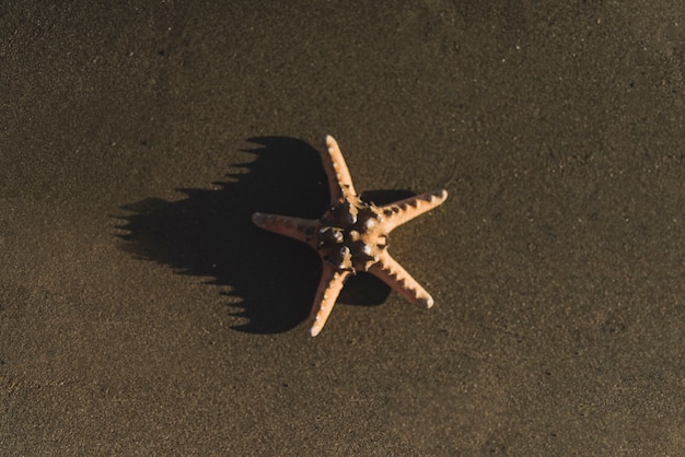 Lone Starfish on the Sand – Free Stock Photo, Download Free Stock Photo