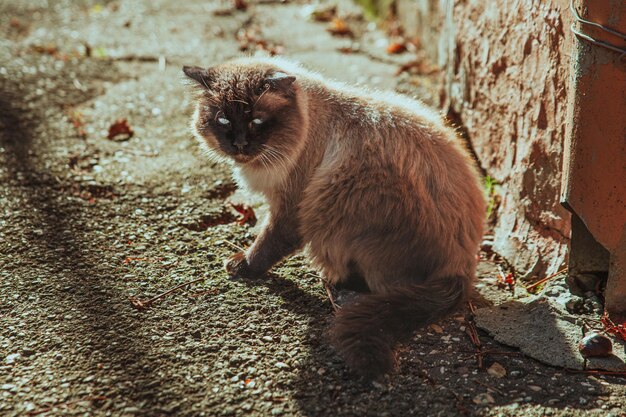 Siamese Cat on the Street – Free Stock Photo for Download