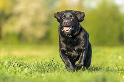 Black Labrador Playing in Green Grass – Free Stock Photo Download