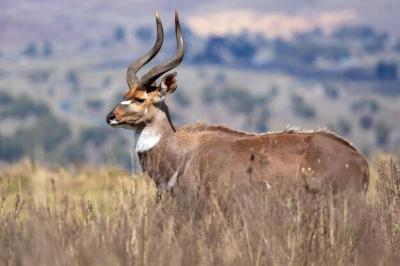 Deer Standing Gracefully on a Field – Free Stock Photo, Download for Free