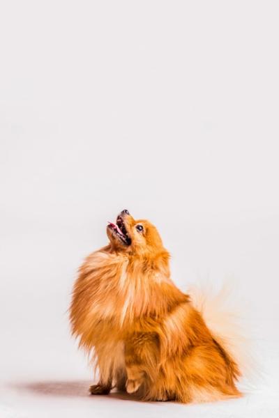 Portrait of a Hairy Spitz Against a White Background – Free Download